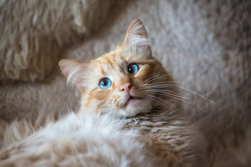 A strabismus cat with warm fall colors in soft-focus in the background.