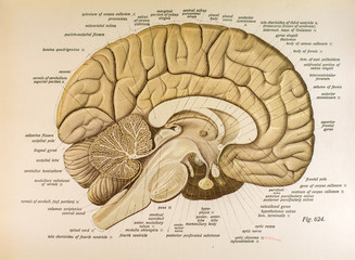 Left Hemisphere Brain Fig 624