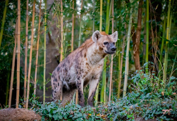 hyena