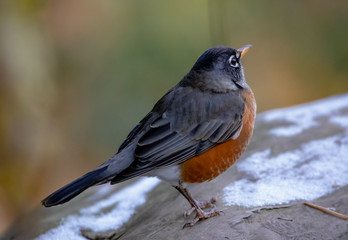 first robin
