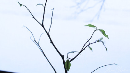 New Leaves