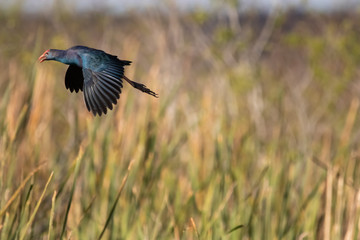 American Purple Gallinule