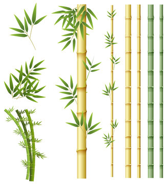 Set of bamboo plant