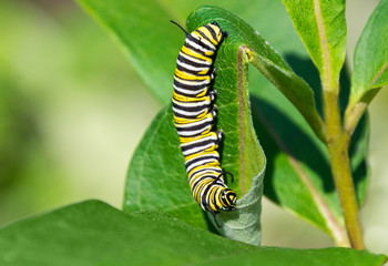 Monarch caterpillar eating milkweed leaf