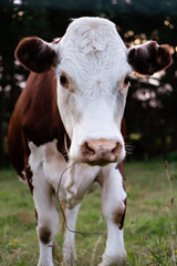 Naklejka na ściany i meble cow in a field