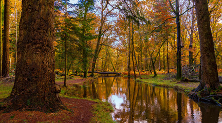 New Forest trees in autumn