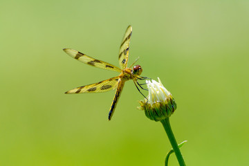 Halloween pennant dragonfly on flower bud on plain green background