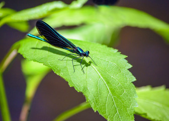 A male ebony jewelwinged damselfly or dragonfly perched on a green leaf 