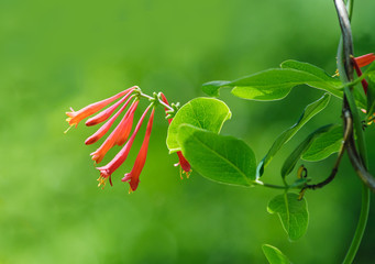 Trumpet honeysuckle vine  flower and leaves