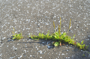 草　アスファルト　素材