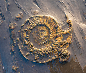 Fossil ammonites are revealed by the ebbing tide at Kimmeridge in Dorset © allouphoto