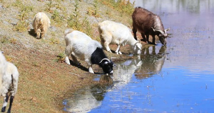 Herd of pashmina goats on Pangong Tso lake in Ladakh, India. Rural countryside scene of Himalayas