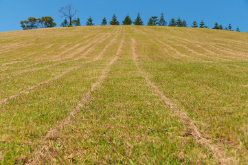 Hill with mowed dry grass against fir trees and blue sky on the background