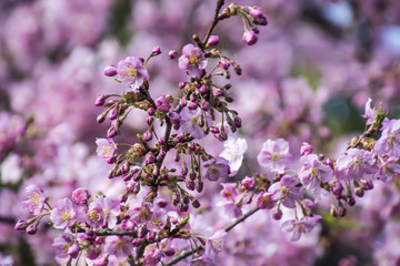 Cherry Tree of the Early Blooming; Kawazuzakura