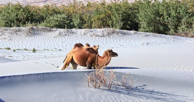 India adventure background of wild camels on Nubra valley sand dunes