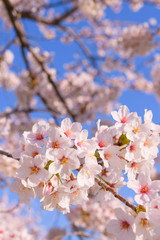 桜