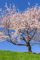 Fototapeta premium 桜