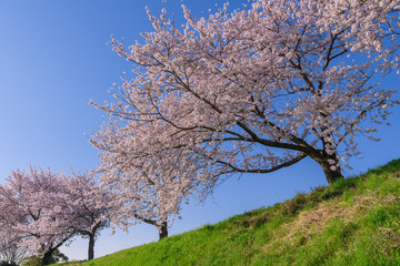 Fototapeta premium 桜