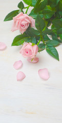 pink roses and petals on wooden white background