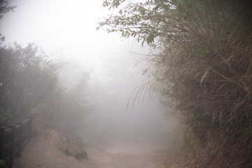 Foggy forest road in Hsinchu, Taiwan