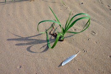 Yet unwritten August story on sand