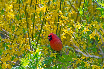 Northern Cardinal