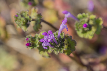 Henbit; Lamium Amplexicaule