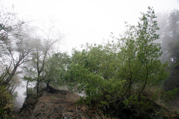 Foggy forest road in Hsinchu, Taiwan