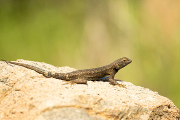 Western Fence Lizard - Sceloporus Occidentalis 2