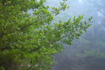 Foggy forest road in Hsinchu, Taiwan