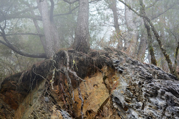 Foggy forest road in Hsinchu, Taiwan