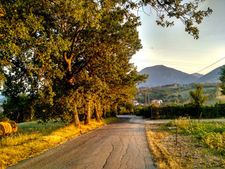 road in autumn with quercy trees