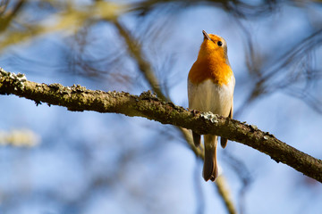 rouge gorge 