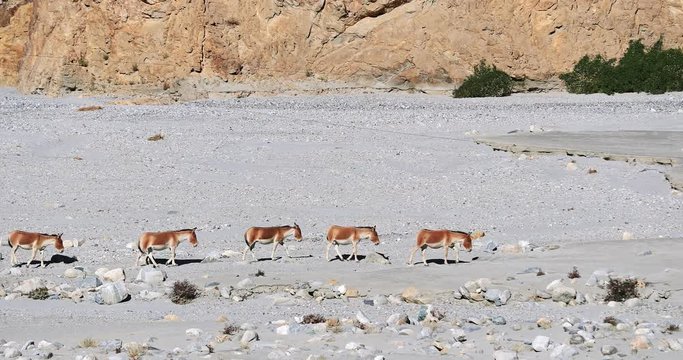 Group of wild Kiangs walk in Himalaya mountains