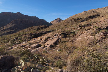 Fototapeta na wymiar Desert landscape on the Pima Canyon Trail in Saguaro National Park near Tucson, Arizona.