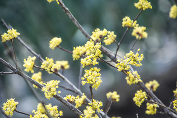 Cornus Officinalis; a species of dogwood
