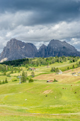 Obraz premium Alpe di Siusi, Seiser Alm with Sassolungo Langkofel Dolomite, a herd of cattle grazing on a lush green field