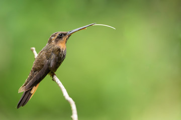 beija flor rajado