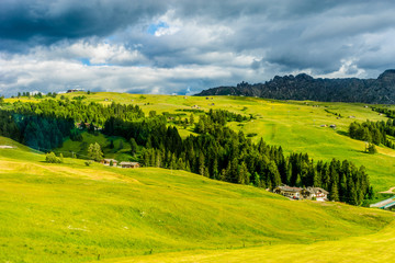 Alpe di Siusi, Seiser Alm with Sassolungo Langkofel Dolomite, a herd of cattle grazing on a lush green field