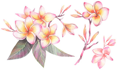 Hand painted watercolor illustration. Botanical set with flowers of plumeria. 