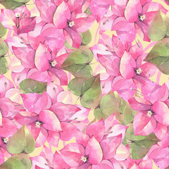 Hand painted watercolor illustration. Seamless pattern with flowers of bougainvillea.