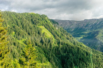 Alpe di Siusi, Seiser Alm with Sassolungo Langkofel Dolomite, a tree with a mountain in the background
