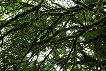Fototapeta premium sunlight throught green moss on nature tree of greenery rainforest jungle