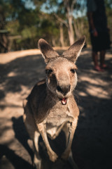 happy Kangaroo
