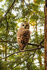 Owl in the woods