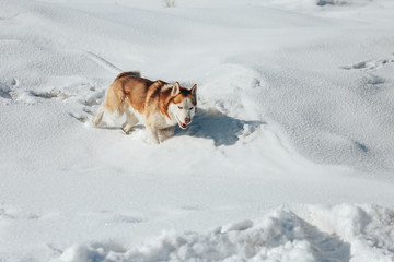 Husky dog. Wild Beauty siberiab husky dog portrait. Winter background
