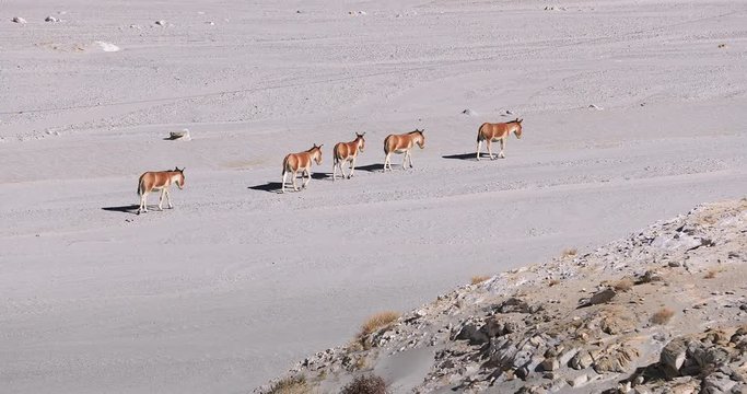 Kiangs or Ladakh wild asses on plains of Tso Kar valley in Ladakh, north India, Himalaya mountain range