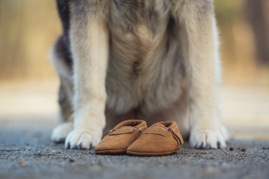 Dog standing over baby shoes. Baby announcement.