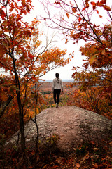 Fall colour forest