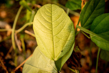 leaves